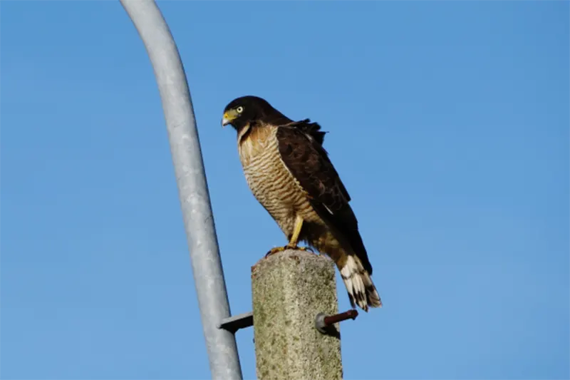AVES